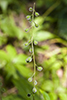 broadleaf enchanter’s nightshade