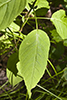 broadleaf enchanter’s nightshade
