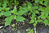 broadleaf enchanter’s nightshade