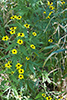 brown-eyed Susan