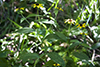 brown-eyed Susan