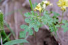 buffalobur nightshade