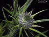 bull thistle