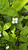 bunchberry