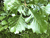 bur oak (var. macrocarpa) and black cherry