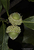 bur oak (var. macrocarpa) and black cherry