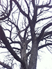 bur oak (var. macrocarpa)
