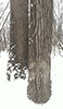 bur oak (var. macrocarpa) and black cherry