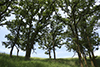 bur oak (var. macrocarpa) and black cherry