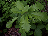 swamp white oak