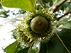 bur oak (var. macrocarpa)
