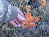 bur oak (var. macrocarpa)