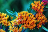 butterfly weed