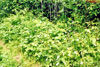 Canada anemone