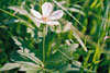 Canada anemone