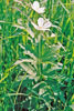 Canada anemone
