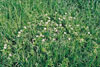 Canada anemone