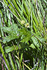Canada anemone