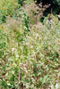 Canada lettuce