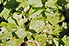 Canada moonseed