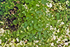 Canada moonseed