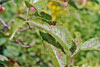 Canada plum