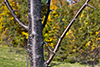 Canada plum