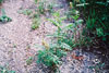 Canadian milkvetch