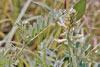 Canadian milkvetch