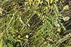 Canadian milkvetch