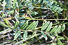 Canadian milkvetch