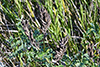 Canadian milkvetch