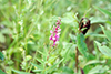 Canadian tick-trefoil