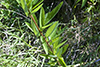 Canadian tick-trefoil