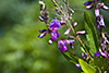 Canadian tick-trefoil