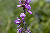 Canadian tick-trefoil