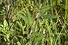 Canadian tick-trefoil