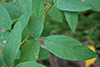 Canadian tick-trefoil