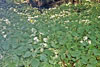 Canadian woodnettle