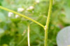 Canadian woodnettle