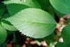 Canadian woodnettle