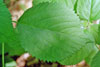 Canadian woodnettle