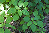 Canadian woodnettle
