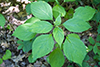 Canadian woodnettle