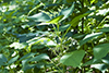 Canadian woodnettle