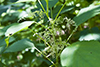 Canadian woodnettle