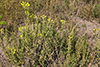 Cleland’s evening primrose