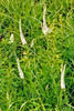 Culver’s root