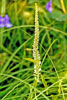 Culver’s root