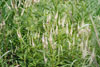 Culver’s root
